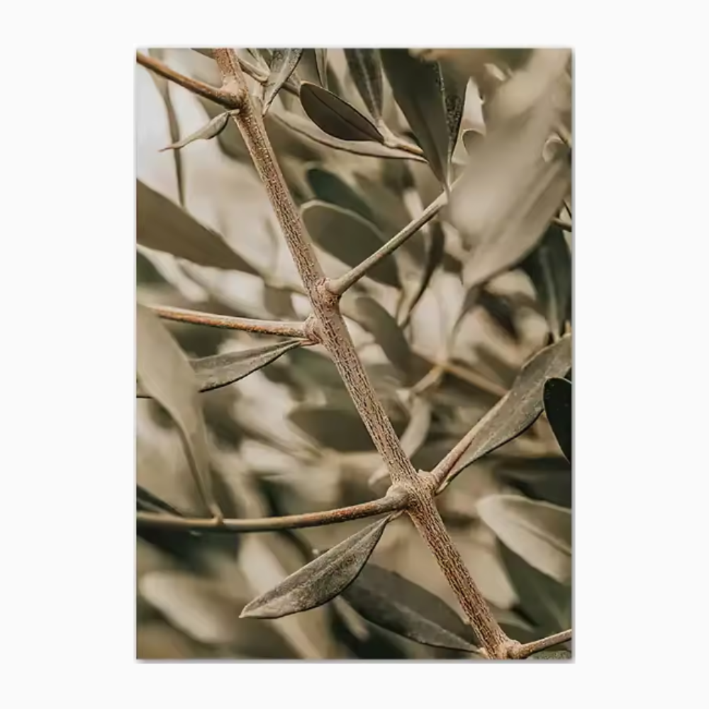 Olivkvist Poster & Canvas